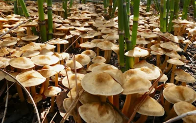 Even More Mushrooms